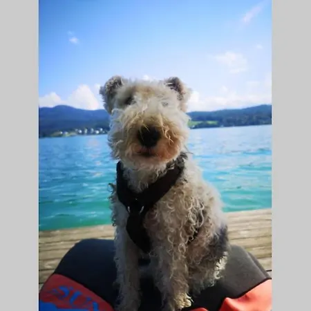 Bellevue Woerthersee - Privater Seezugang, Hunde Auch Herzlich Willkommen (adults Only) Daire *