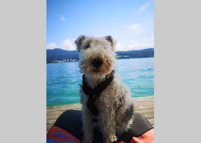 Bellevue Woerthersee - Privater Seezugang, Hunde Auch Herzlich Willkommen (adults Only) شقة *